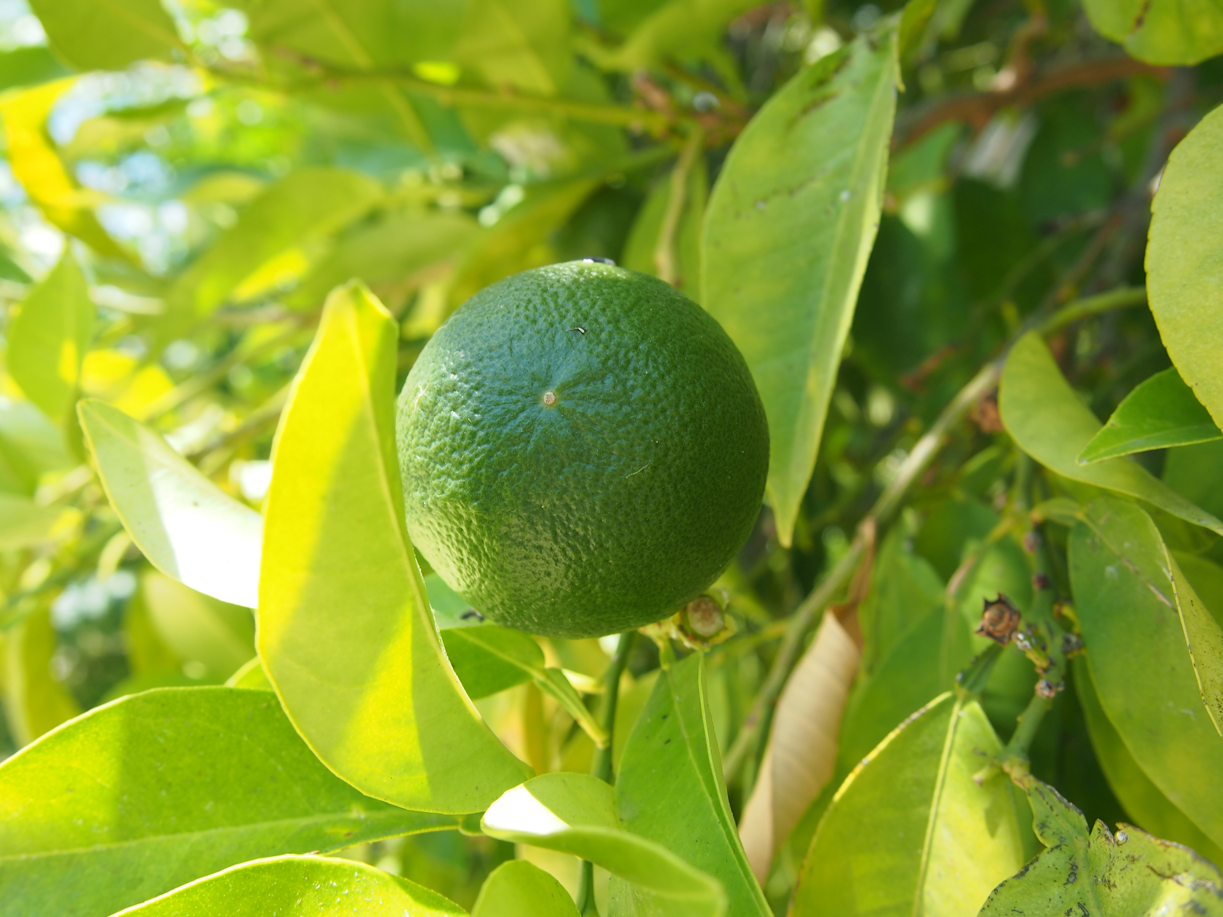 Green apelsin зверь. Зеленый померанец. Зеленый апельсин. Апельсины на дереве зеленые. Апельсин с зеленой кожурой.